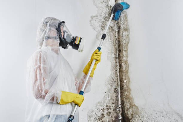 Trusted Daphne, AL Mold Remediation Experts