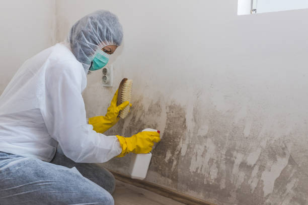 Best Mold Testing and Inspection Services in Daphne, AL