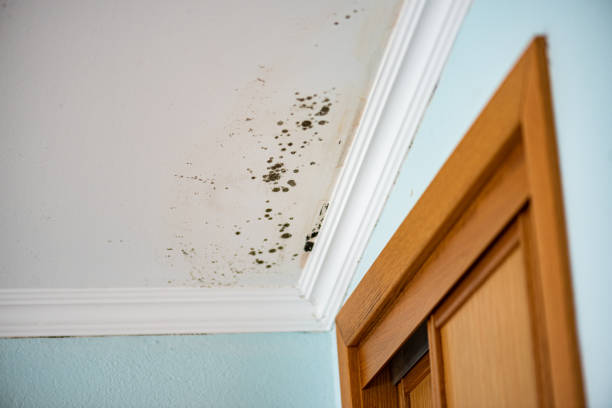 Best Residential Mold Remediation in Daphne, AL